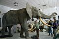 Elefante de Salvatore Rabito