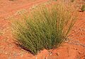 Exocarpos sparteus habit