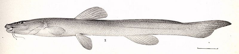 FMIB 52314 Imparfinis hollandi Hasenman Type