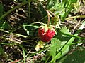 Fragaria orientalis 42864136