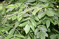 Archivo:Fraxinus latifolia JPG1Fe