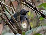 Archivo:Frederickena viridis - Black-throated Antshrike (male); Ramal do Pau Rosa, Manaus, Amazonas, Brazil