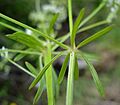 Galium uliginosum2 W