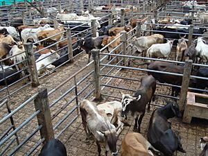 Archivo:Ganado cofema