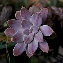 Graptopetalum superbum (10115023785).jpg