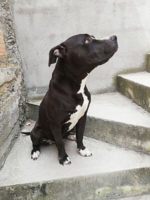 Archivo:Hembra Pit Bull