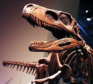 Archivo:Herrerasaurus skeleton FMNH