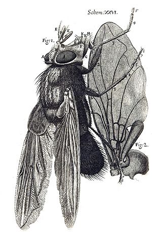 Detalle de una mosca de la innovadora Micrographia (1665) de Robert Hooke