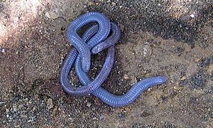 Archivo:Iberian worm lizard