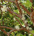 Jabuticaba flor