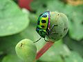 Jewel Bugs Chrysocoris stolli WLB IMG 0155 15