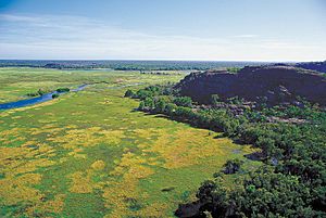 Archivo:Kakadu 1752