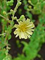 Lactuca sativa 003