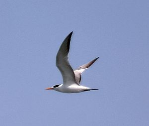Archivo:Lesser Crested Tern (Sterna benghalensis) I IMG 9364