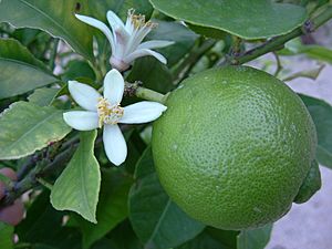 Archivo:Lime Blossom