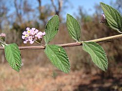 Lippia alba.jpg