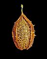 Luffa operculata 07