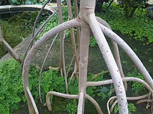Archivo:Malpighiales - Rhizophora mangle - Kew 3