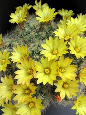 Archivo:Mammillaria baumii Succu