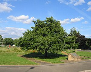 Archivo:Midland Oak