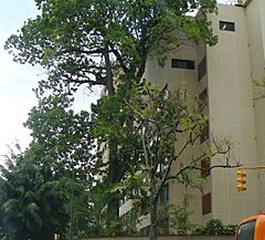 Archivo:Mijao junto a un edificio en Caracas