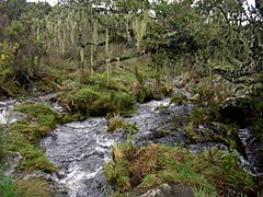 Naremoru river in the rainforest near Mt Kilimanjaro