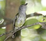 Archivo:Northern Bentbill (Oncostoma cinereigulare) (5771914809) (cropped)