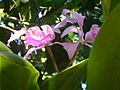 OrquideaPR-ada
