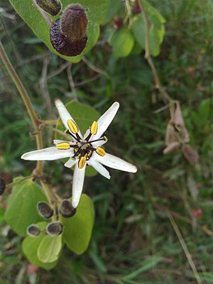 Archivo:Passiflora bogotensis