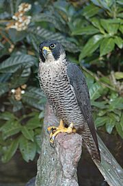 Archivo:PeregrineFalcon