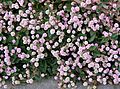 Persicaria capitata1