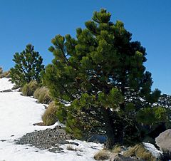 Pinus hartwegii Cofre de Perote.jpg