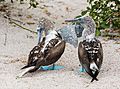 Piquero patiazul (Sula nebouxii), isla Lobos, islas Galápagos, Ecuador, 2015-07-25, DD 35