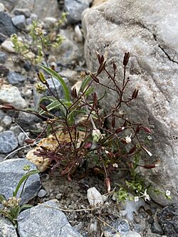Prenanthella exigua 65085638.jpg