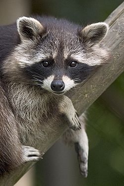 Archivo:Procyon lotor (raccoon)