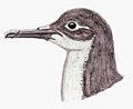 Puffinus olsoni restoration