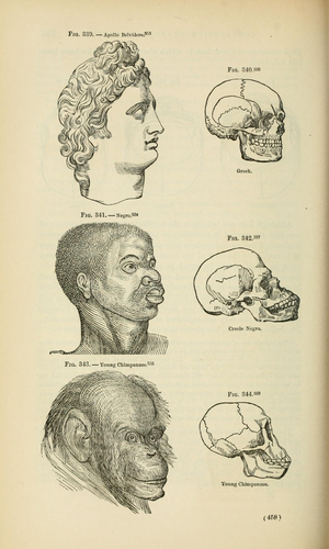 Archivo:Races and skulls