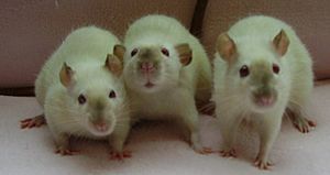 Archivo:Rat siamese