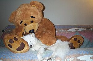 Archivo:Samoyed-and-teddy-bear