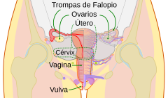 Scheme female reproductive system-es.svg