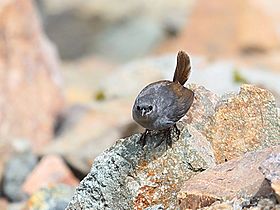 Scytalopus affinis - Ancash Tapaculo, Huascarán National Park, Ancash, Peru (cropped).jpg