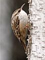Short-toed Treecreeper (Certhia brachydactyla) (cropped version)