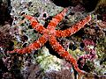 Starfish red komodo
