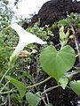 Starr 040513-0047 Ipomoea indica