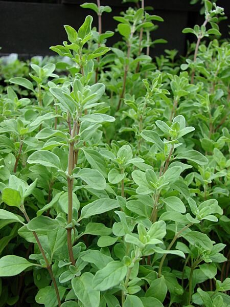 Starr 070906-8858 Origanum majorana