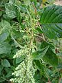 Starr 080607-7239 Amaranthus spinosus