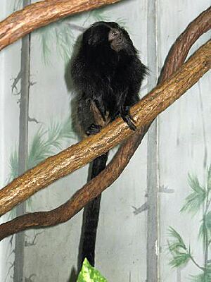 Archivo:Stavenn Leontopithecus chrysopygus 00