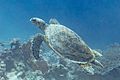 Tortuga carey (Eretmochelys imbricata), parque nacional Ras Muhammad, Egipto, 2022-03-28, DD 56