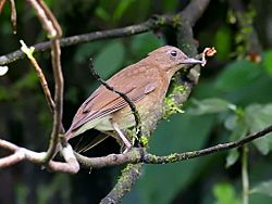 Turdus obsoletus.jpg