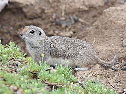 Urocitellus canus.jpg